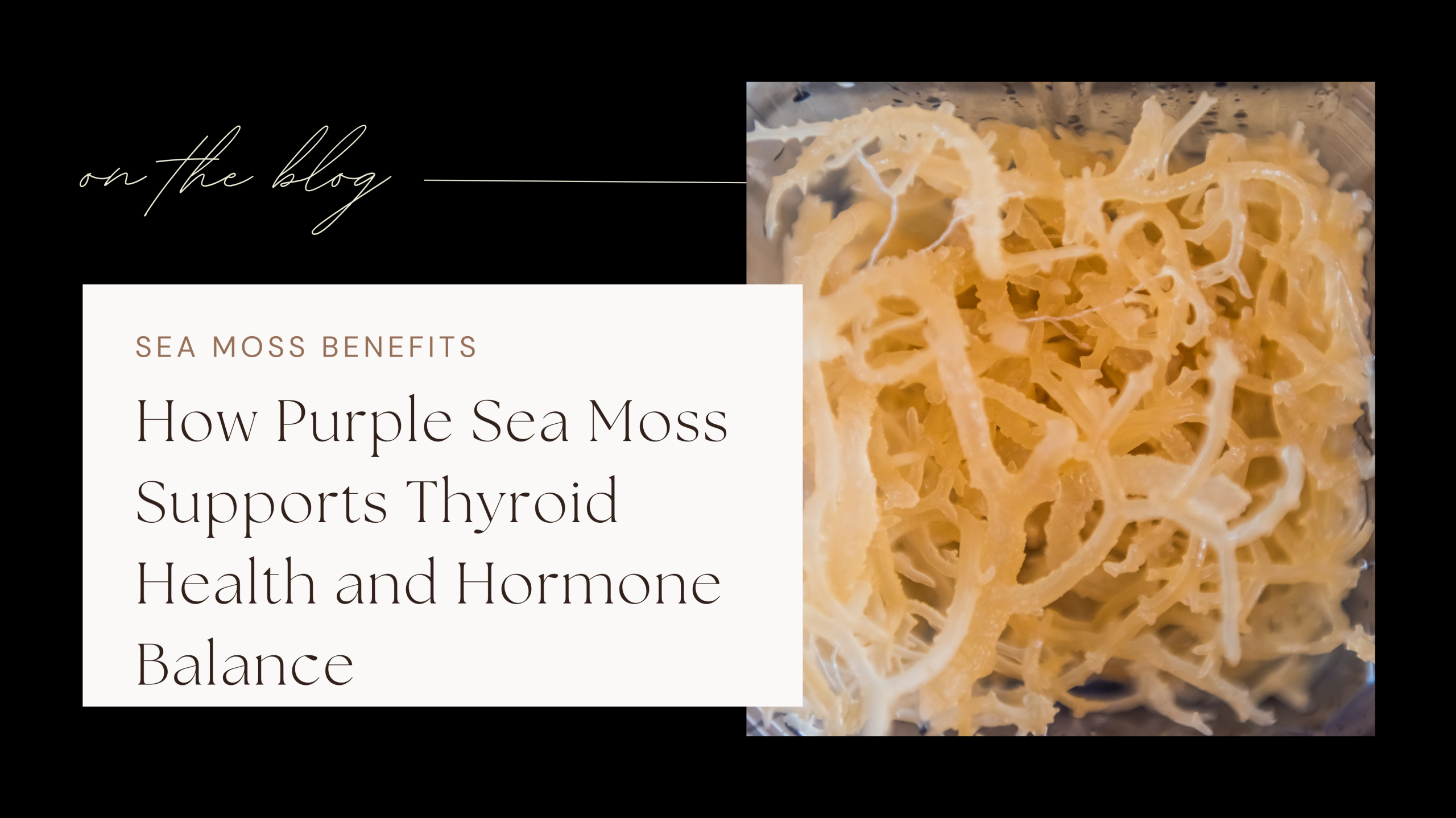 How Purple Sea Moss Supports Thyroid Health and Hormone Balance